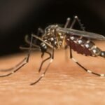 Dengue: cuidados devem ser redobrados no período chuvoso 